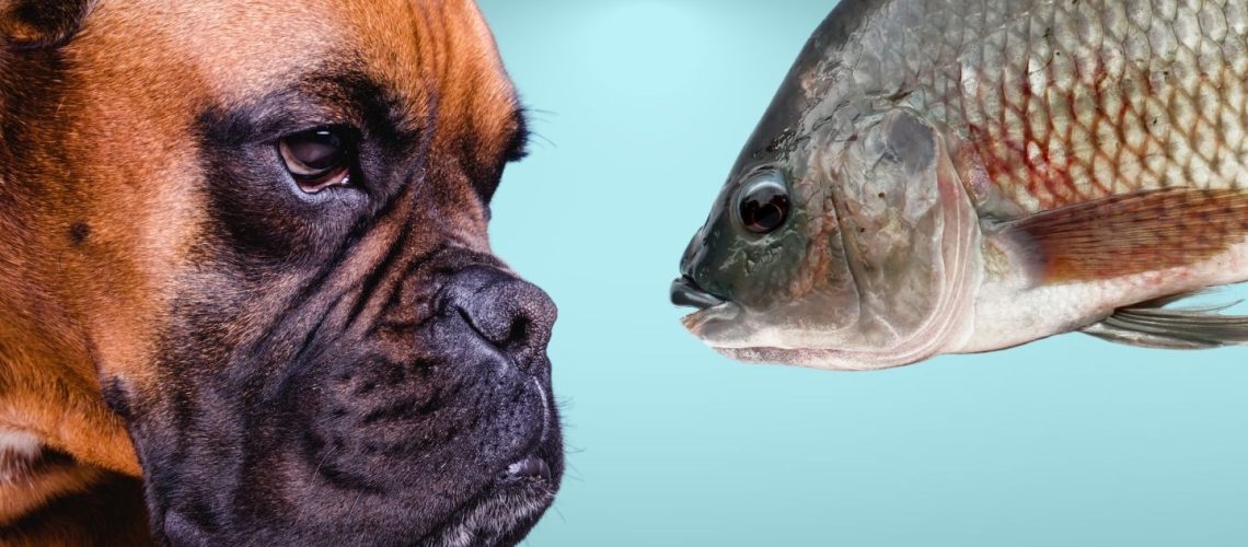 Can Dogs Eat tilapia?