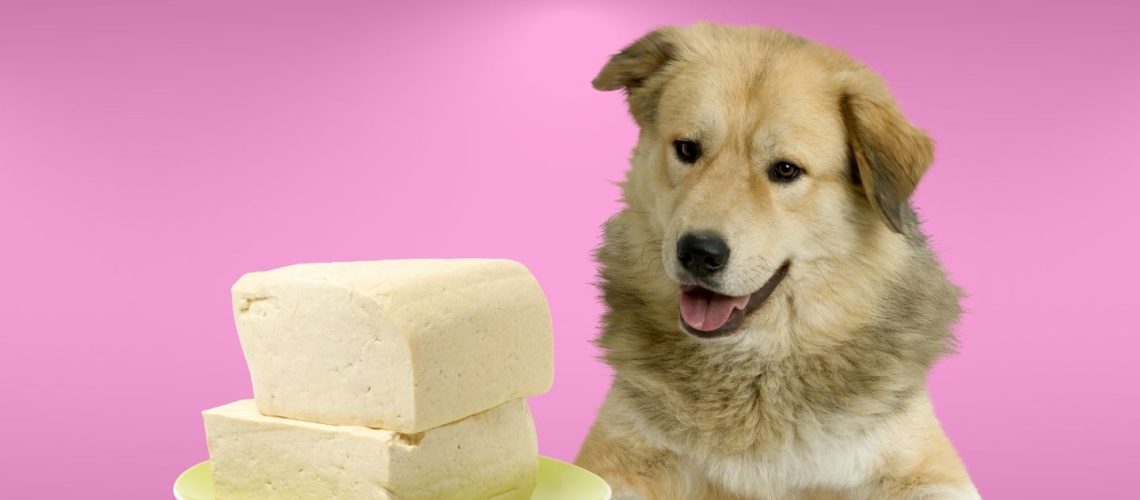 Can Dogs Eat Tofu? Everything You Need to Know