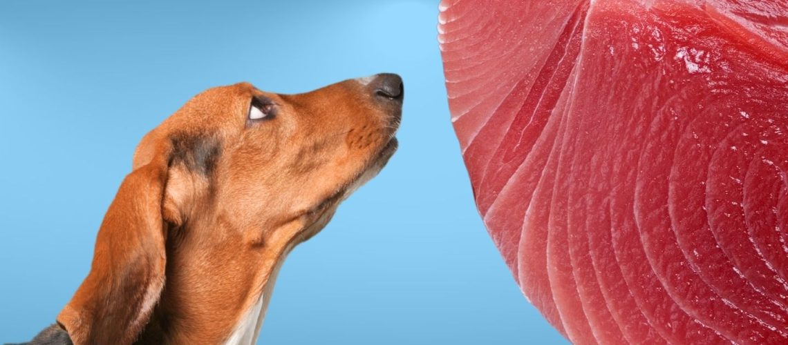 Can Dogs Eat tuna?