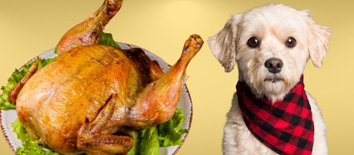 Can Dogs Eat turkey?