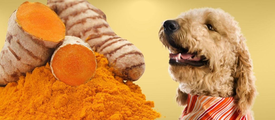 Can Dogs Eat turmeric?