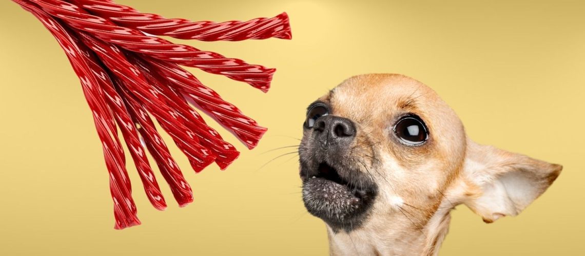 Can Dogs Eat twizzlers?