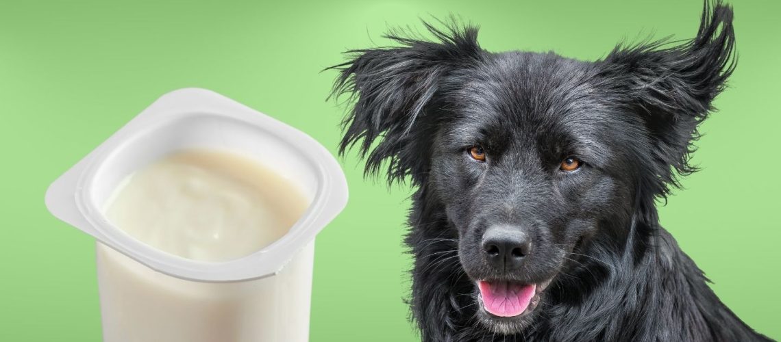 Can Dogs Eat vanilla yogurt?