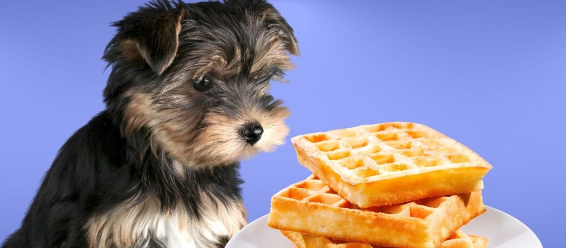 Can Dogs Eat waffles?