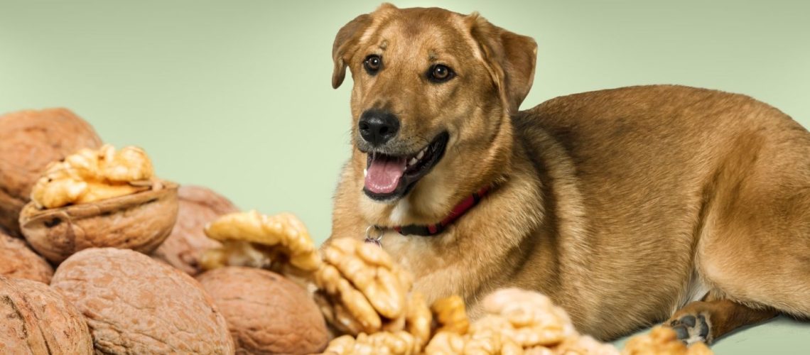 Can Dogs Eat walnuts?