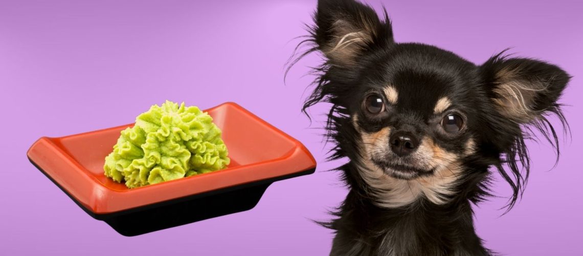 Can Dogs Eat wasabi?