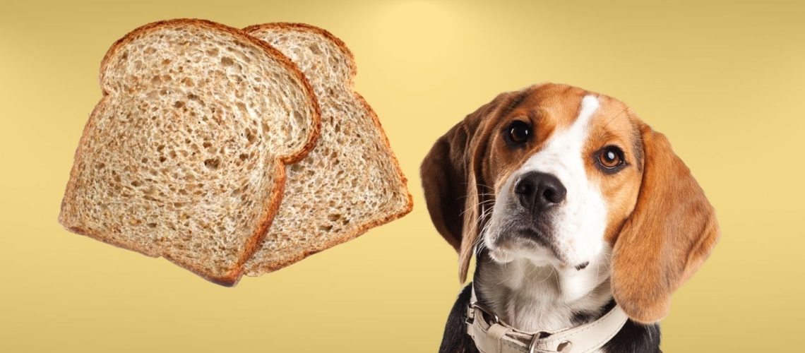 Can Dogs Eat wheat bread?