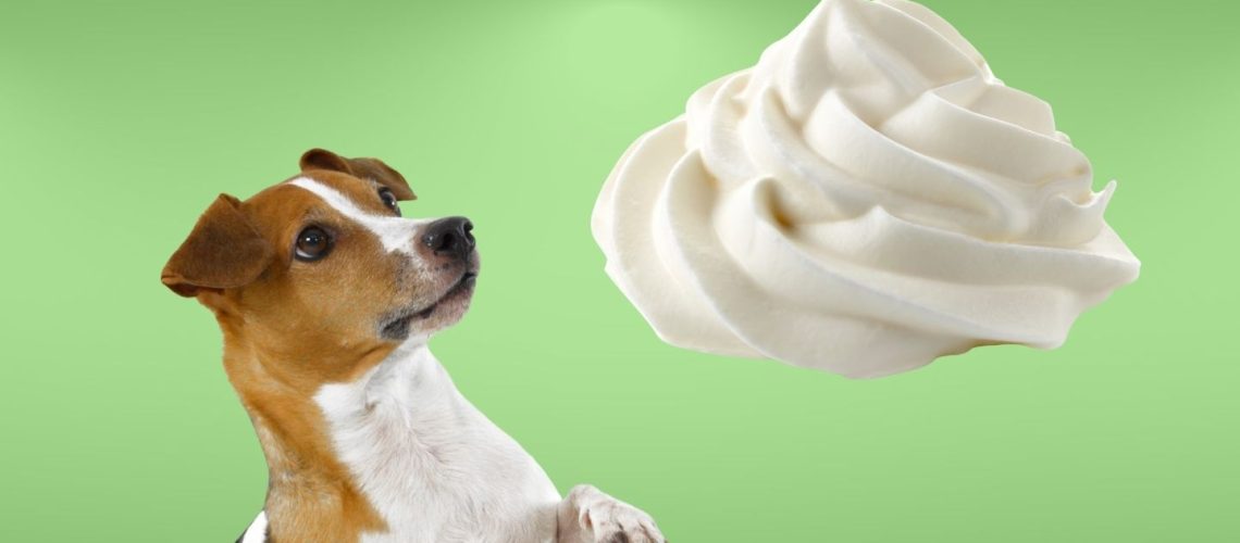 Can Dogs Eat whipped cream?