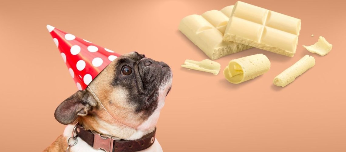 Can Dogs Eat white chocolate?