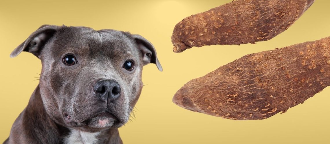 Can Dogs Eat yams?