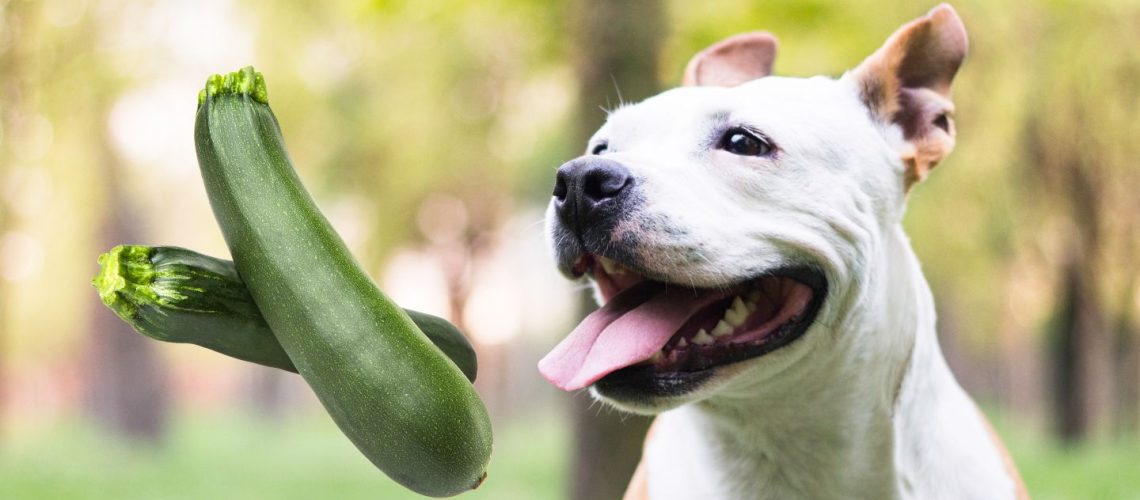 Can Dogs Eat zucchini?