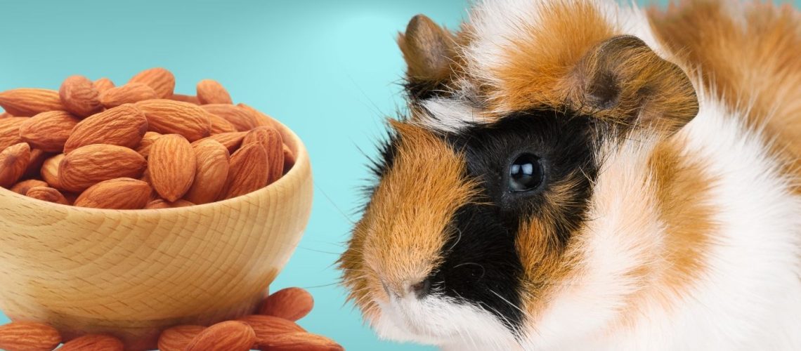 Can Guinea pigs Eat almonds?