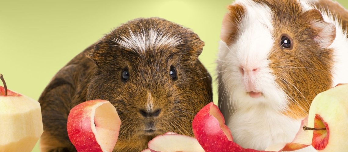 Can Guinea pigs Eat apple skin?