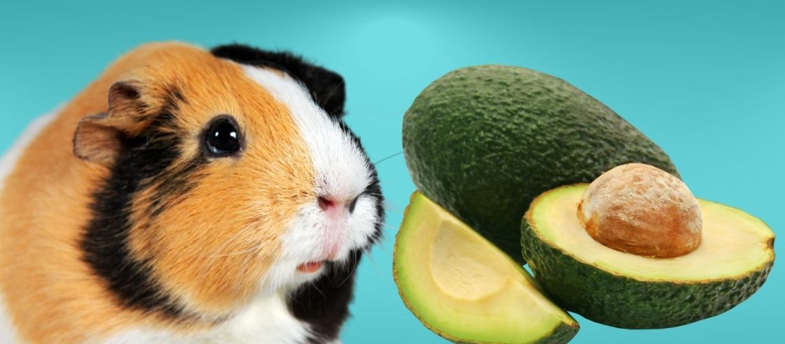 Can Guinea pigs Eat avocado?