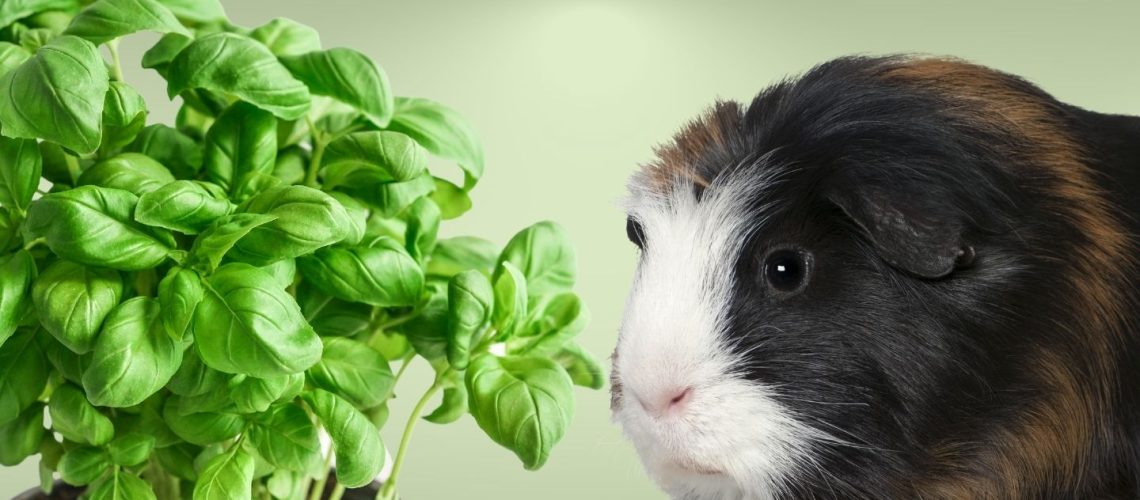 Can Guinea pigs Eat basil?