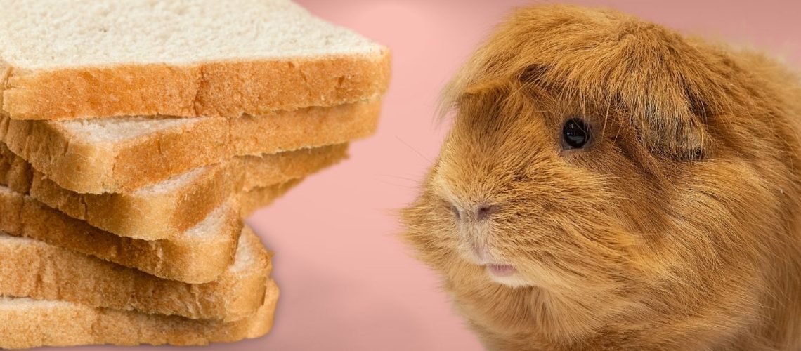 Can Guinea pigs Eat bread?