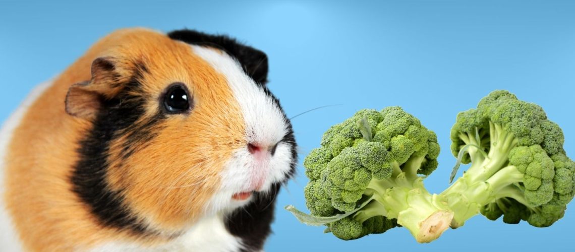 Can Guinea pigs Eat broccoli?