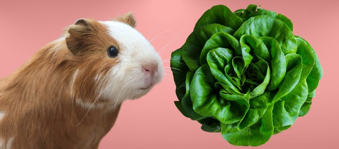Can Guinea pigs Eat butter lettuce?