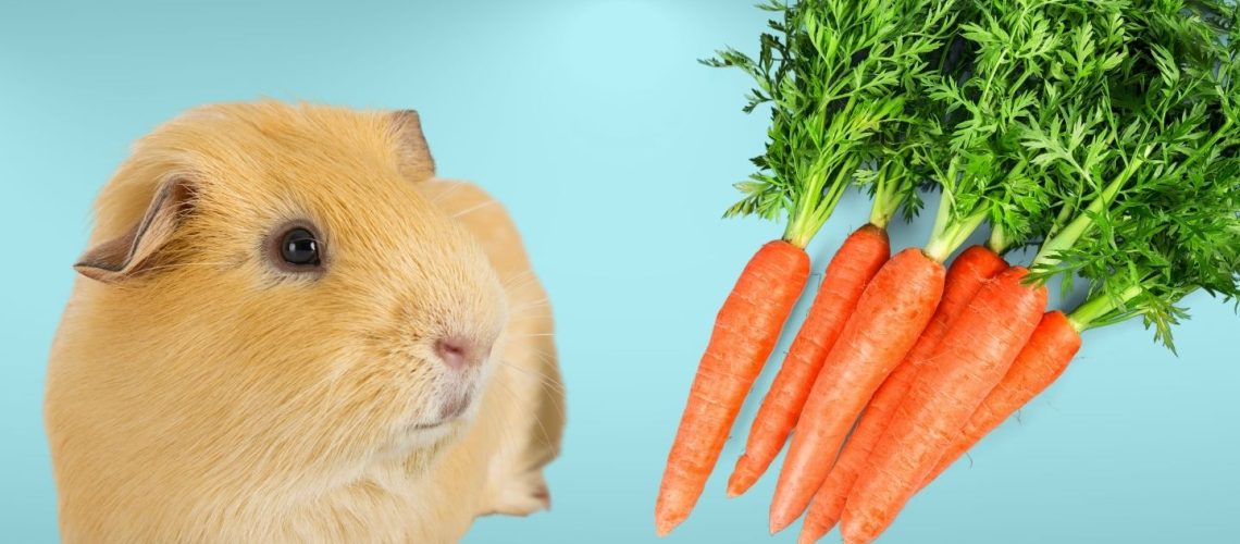 Can Guinea pigs Eat carrots?