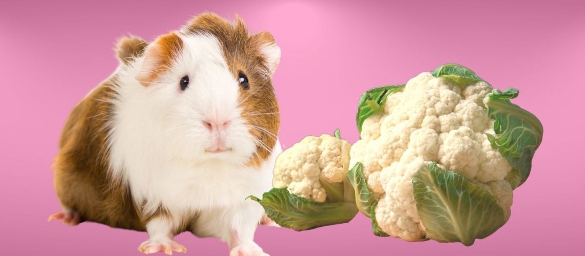 Can Guinea pigs Eat cauliflower?