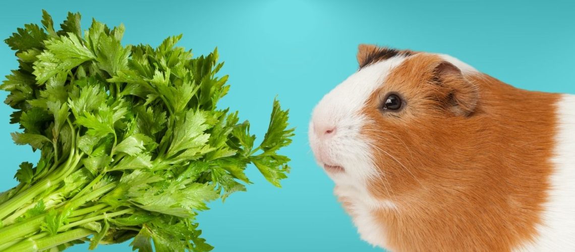 Can Guinea pigs Eat celery?