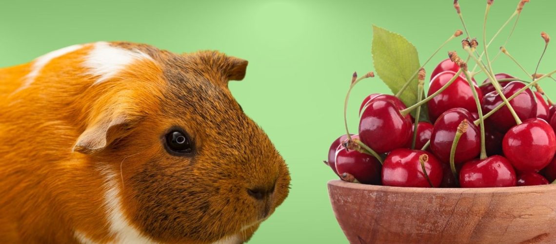 Can Guinea pigs Eat cherries?