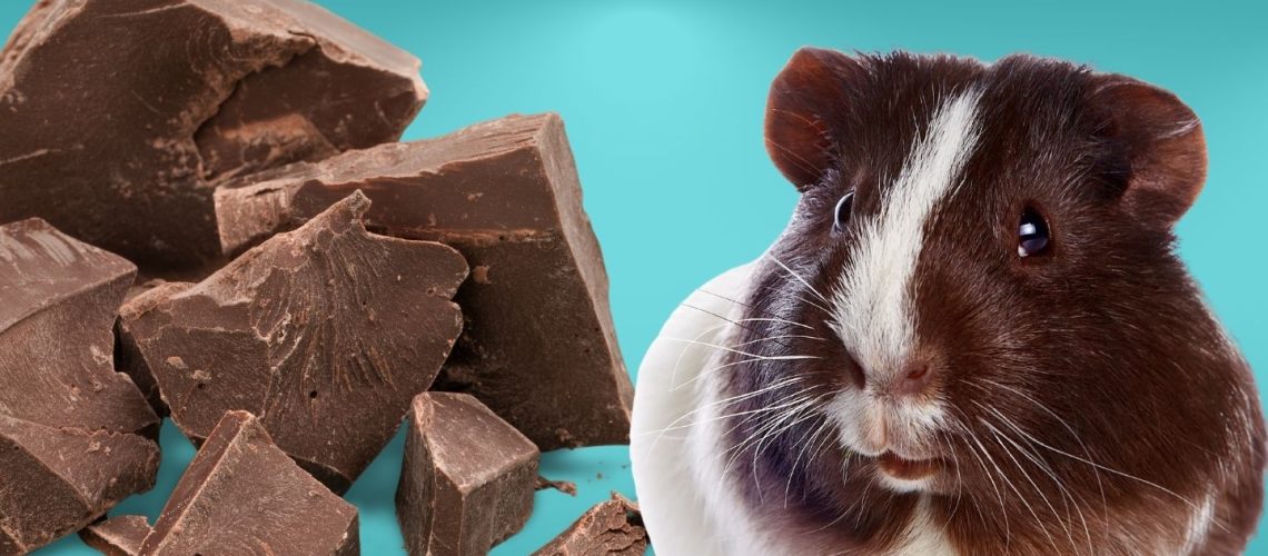 Can Guinea pigs Eat chocolate?