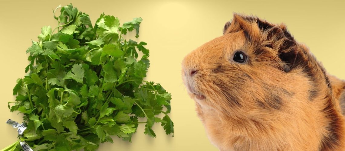 Can Guinea pigs Eat cilantro?