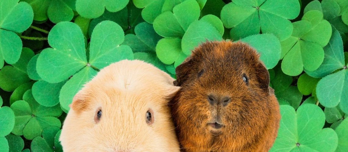 Can Guinea pigs Eat clover?