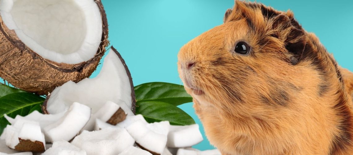 Can Guinea pigs Eat coconut?