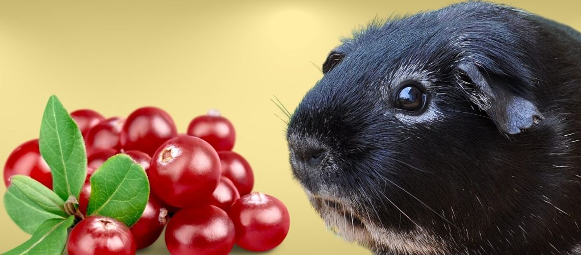Can Guinea pigs Eat cranberries?