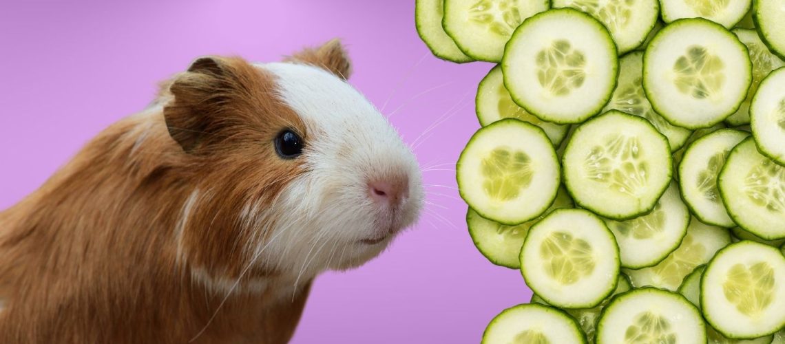 Can Guinea pigs Eat cucumber?