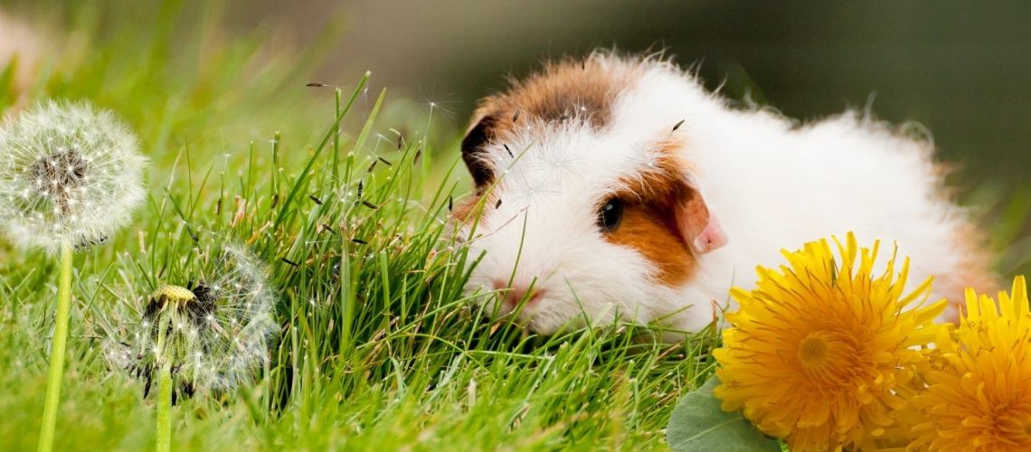 Can Guinea pigs Eat dandelions?