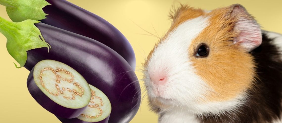 Can Guinea pigs Eat eggplant?