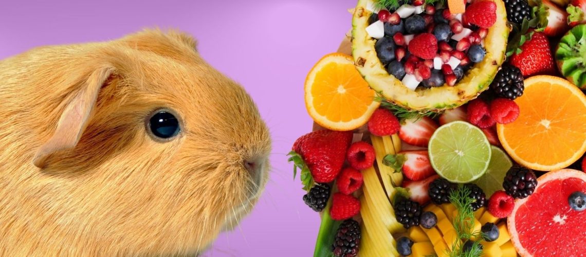 can-guinea-pigs-eat-fruit-the-dos-and-don-ts