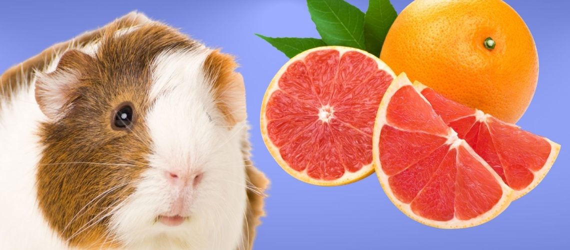 Can Guinea pigs Eat grapefruit?