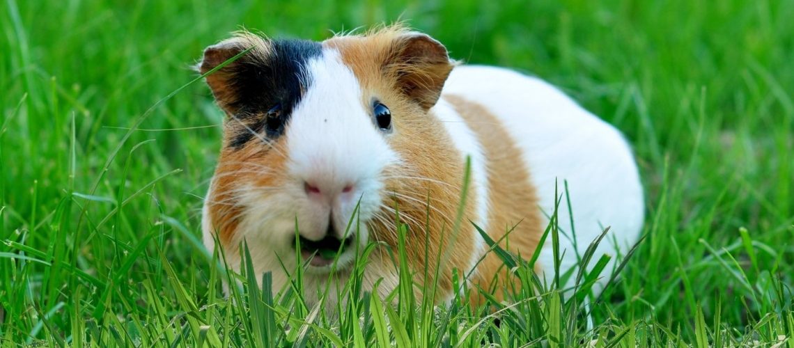 Can Guinea pigs Eat grass?