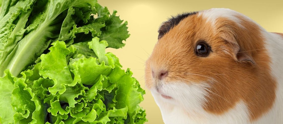 Can Guinea pigs Eat green leaf lettuce?