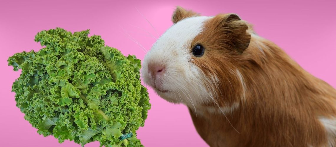 Can Guinea pigs Eat kale?