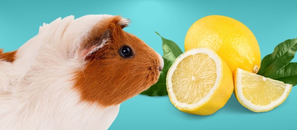 Can Guinea Pigs Eat Lemons? The Risks And Dangers