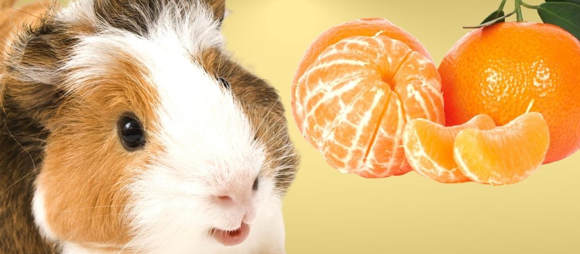 Can Guinea pigs Eat mandarin?
