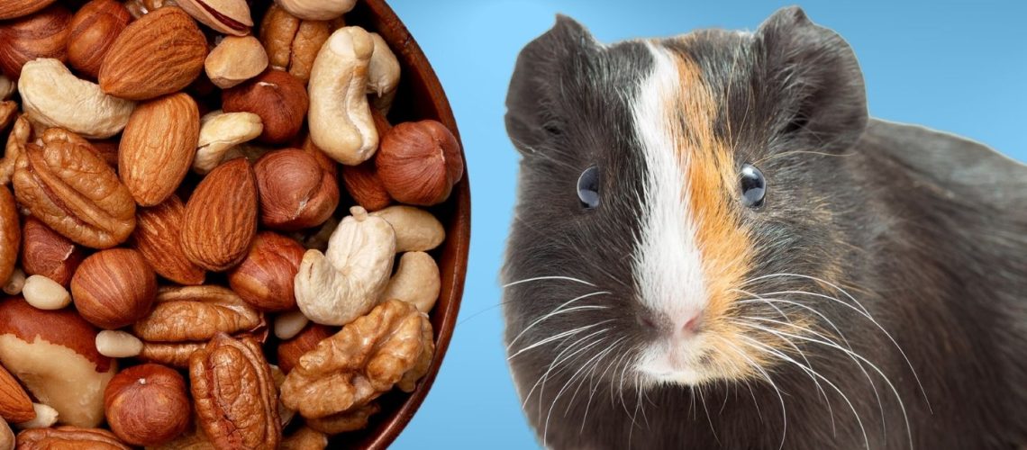 Can Guinea pigs Eat nuts?