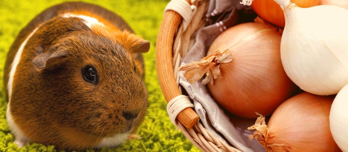 Can Guinea pigs Eat onions?
