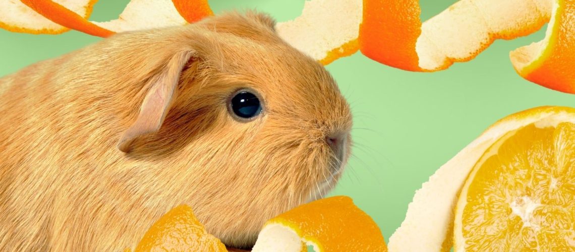 Can Guinea pigs Eat orange peels?