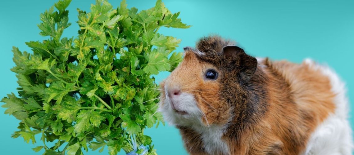Can Guinea pigs Eat parsley?