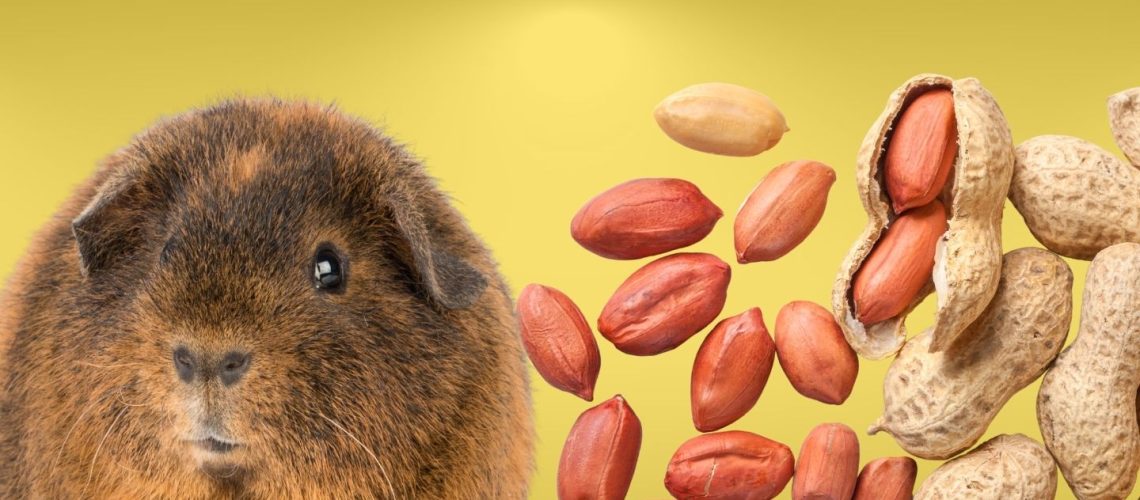 Can Guinea Pigs Eat Peanuts? The Risks And Dangers