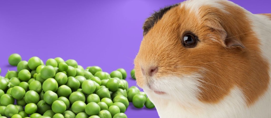 Can Guinea pigs Eat peas?