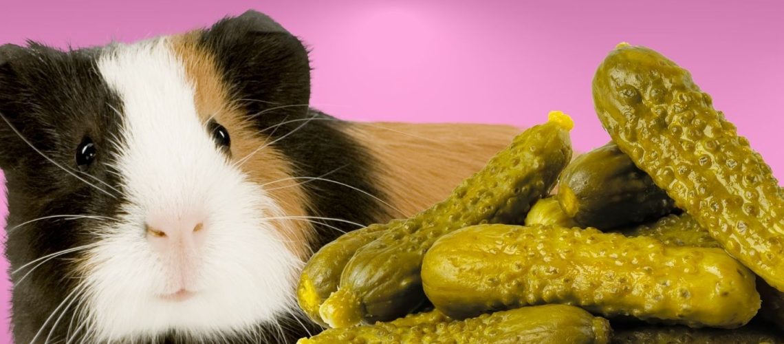 Can Guinea pigs Eat pickles?