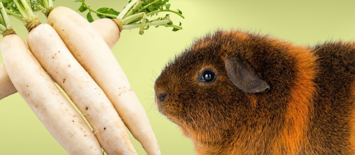 Can Guinea pigs Eat radishes?