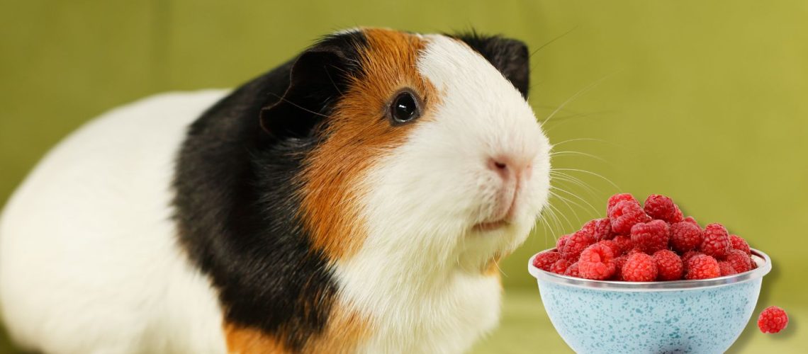 Can Guinea pigs Eat raspberries?